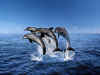 dolphins18.jpg (121207 bytes)