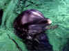 dolphins19.jpg (104587 bytes)