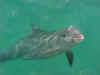 dolphins20.jpg (42998 bytes)