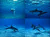 dolphins21.jpg (73760 bytes)