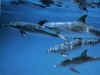 dolphins22.jpg (70223 bytes)