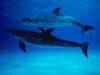 dolphins23.jpg (52193 bytes)