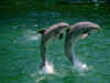 dolphins24.jpg (111140 bytes)
