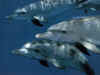 dolphins25.jpg (66404 bytes)