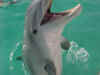 dolphins28.jpg (59143 bytes)