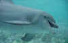dolphins29.jpg (97549 bytes)