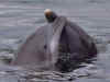 dolphins2.jpg (66723 bytes)