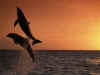 dolphins33.jpg (79953 bytes)