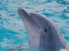 dolphins34.jpg (67889 bytes)