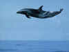 dolphins35.jpg (57826 bytes)