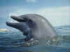 dolphins36.jpg (52692 bytes)