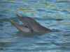 dolphins38.jpg (100311 bytes)