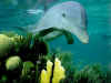 dolphins39.jpg (91096 bytes)
