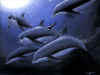 dolphins3.jpg (73964 bytes)