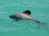 dolphins40.jpg (55252 bytes)