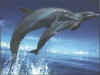 dolphins5.jpg (86726 bytes)