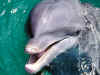 dolphins7.jpg (104387 bytes)