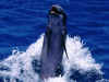 dolphins8.jpg (114333 bytes)