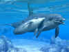 dolphins9.jpg (73156 bytes)