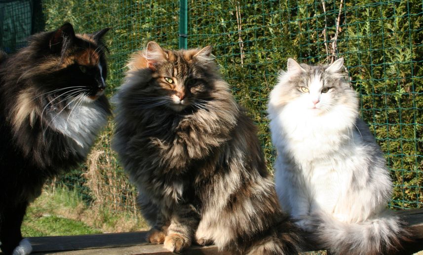 Site de chat nostalgie