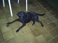 Luna, a labradora destruidora de cascas de coco