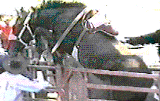 Lucky going over the chute gate