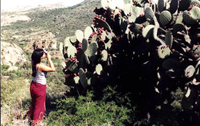 Photographing catus in bloom at Yagul. 
