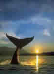 whales