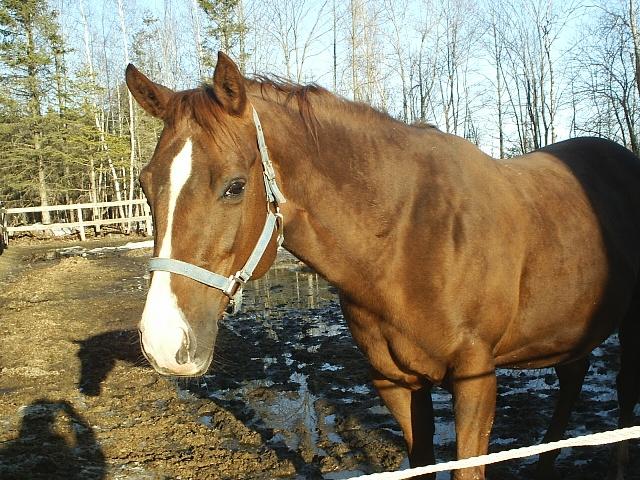 zippeline.jpg (83790 octets)