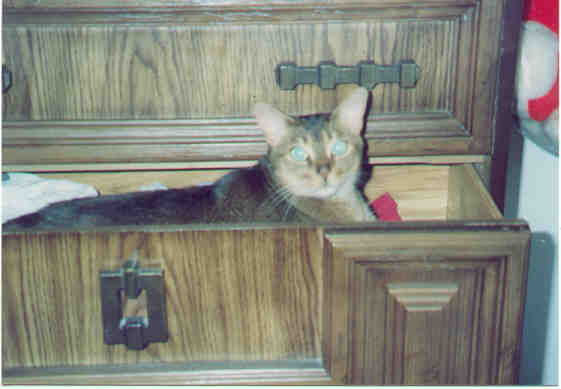 /user/Cat1.jpg