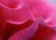  Roses are So Sensuous 