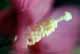  Stamen 
