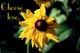 Sun/Flower 