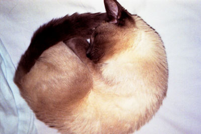  Spay or neuter your pets.