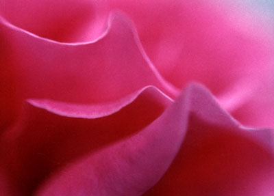  Roses are So Sensuous 