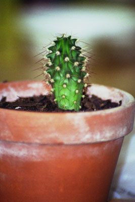  Spike 