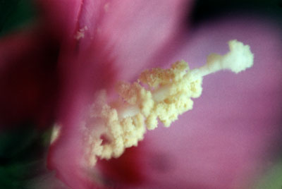 Stamen