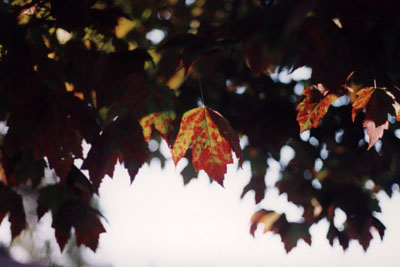  Expand the Student Environmental Movement 