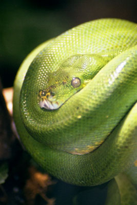 Don't Tread On Me