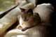  Purr. 