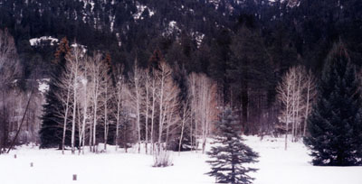  Hug a tree.  Without it, you could not breath. 