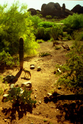  Coyote says development is good for the environment. 