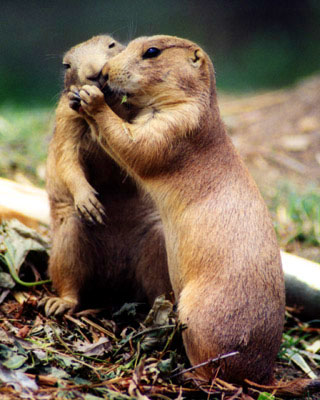  Save endangered wild places. 