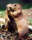  Save endangered wild places. 