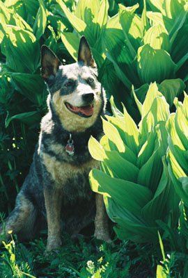 Help discarded, stray and unwanted Australian Cattle Dogs.