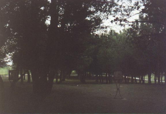 Pregare e contemplare nel bosco di Piana Romana