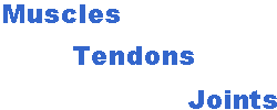 muscles,tendons,joints