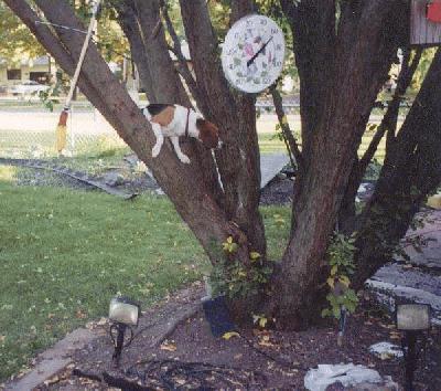 photo of beagle in tree