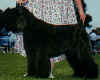 Click for picture of Moonsong at 6 months.