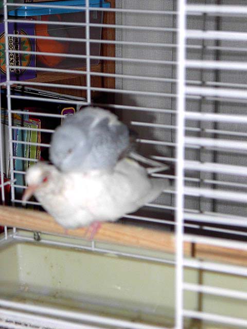 funny birds